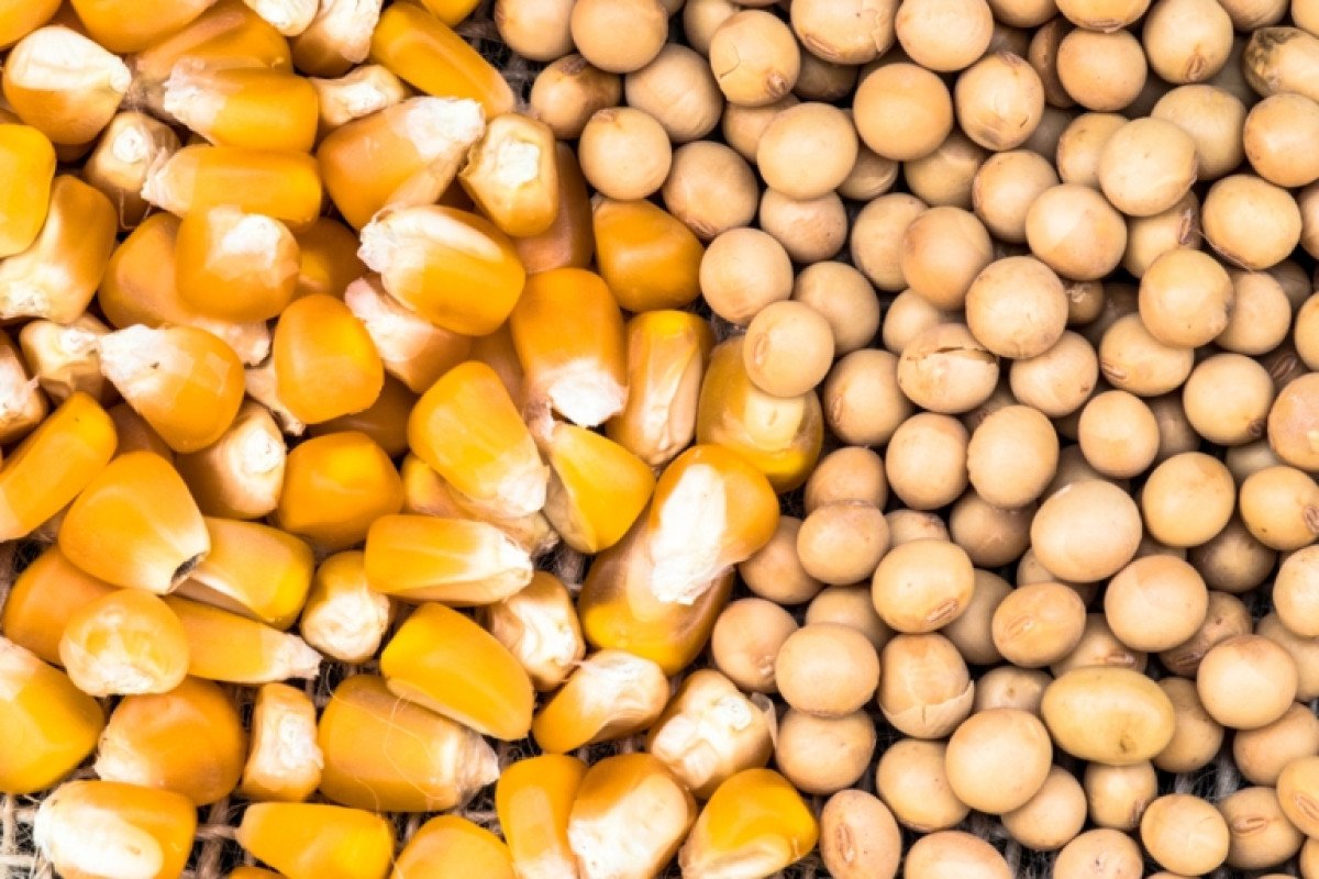 Relatório mensal do USDA prevê aumento na produção mundial de soja e milho