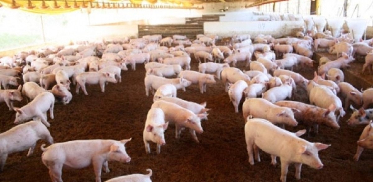 Demanda dos suínos cresce e médias mensais sobem em novembro