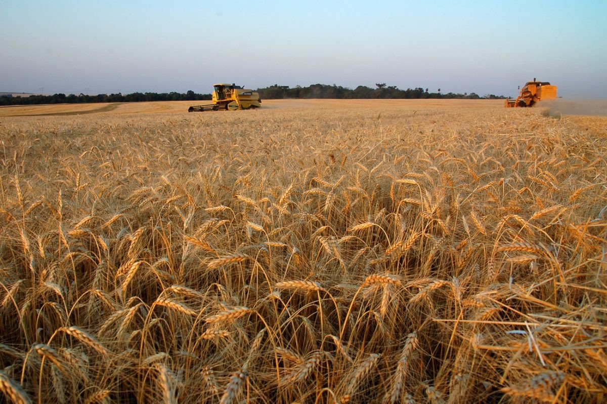 Conab realizará novos leilões de trigo no dia 30/11