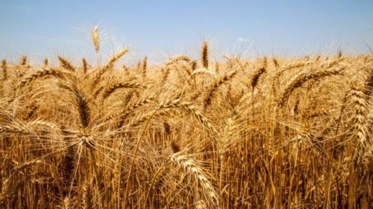 424 mil toneladas de trigo já foram negociadas em leilões realizados pela Conab