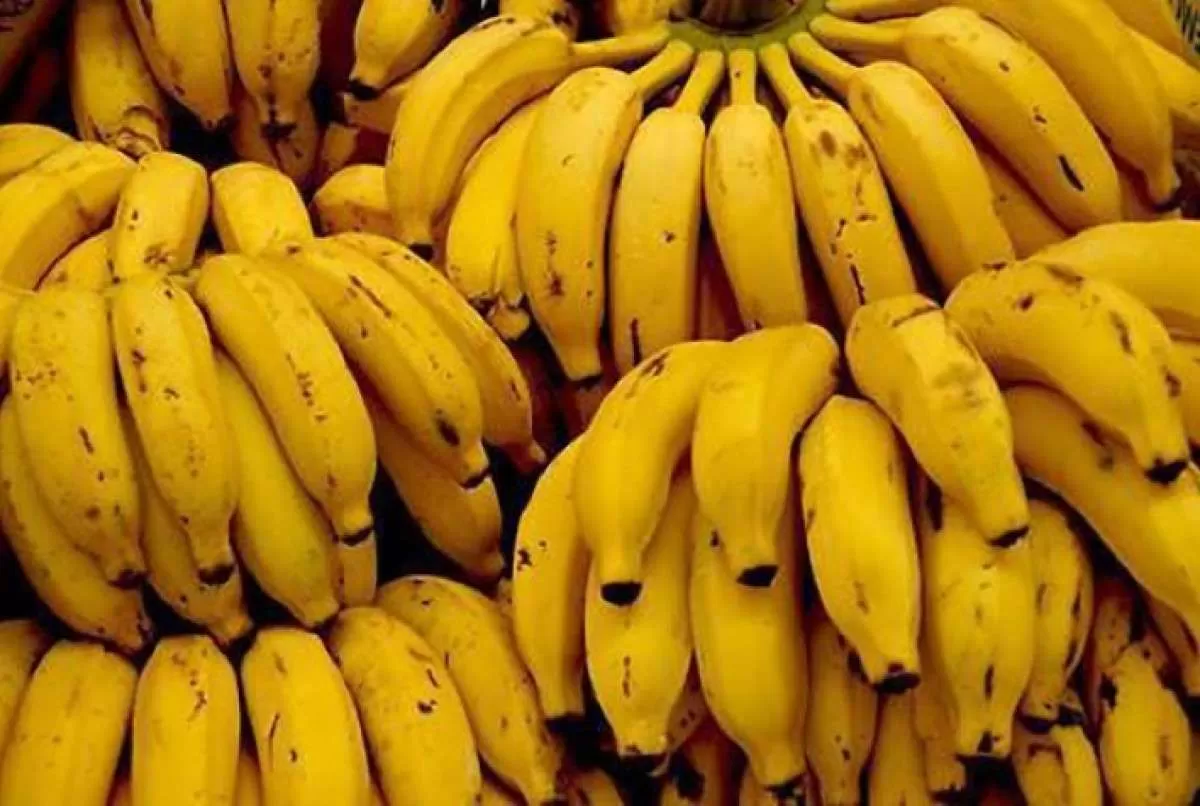 Dezembro deve ser marcado por redução da oferta de banana