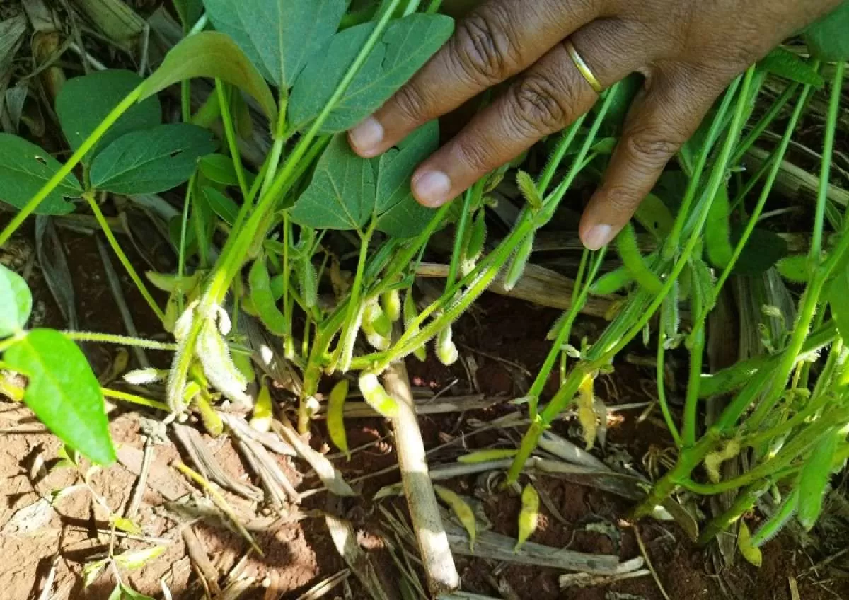Nova onda de calor deve afetar o desenvolvimento das lavouras no Brasil