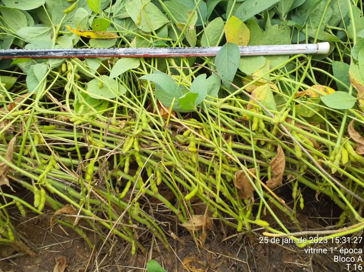 Fundação MT apresenta cultivares de soja avaliadas em ambiente de intenso estresse climático