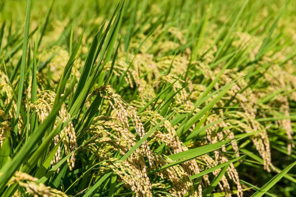 Preços do arroz batem novos recordes e indicador já subiu 6% no mês
