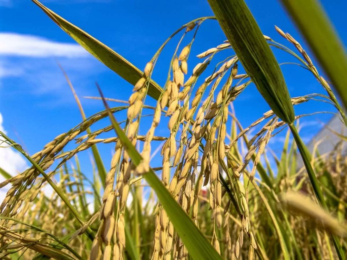 Preços do arroz dispararam em 2023, segundo CEPEA