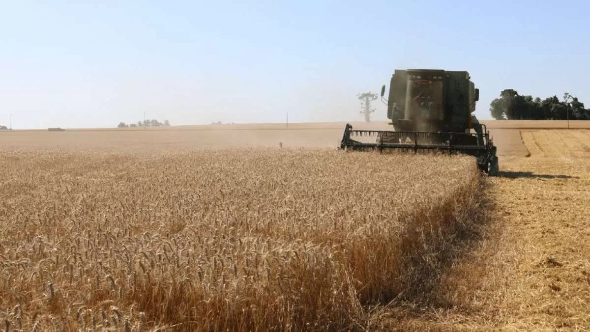 Qualidade do trigo fica abaixo do padrão no Rio Grande do Sul