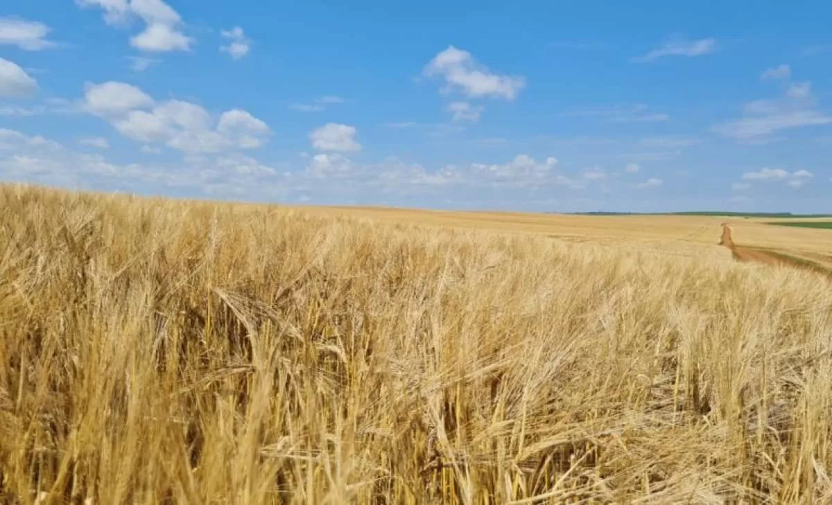 Cereais de inverno têm Zoneamento Agrícola de Risco Climático publicado para o ano-safra 2023/2024