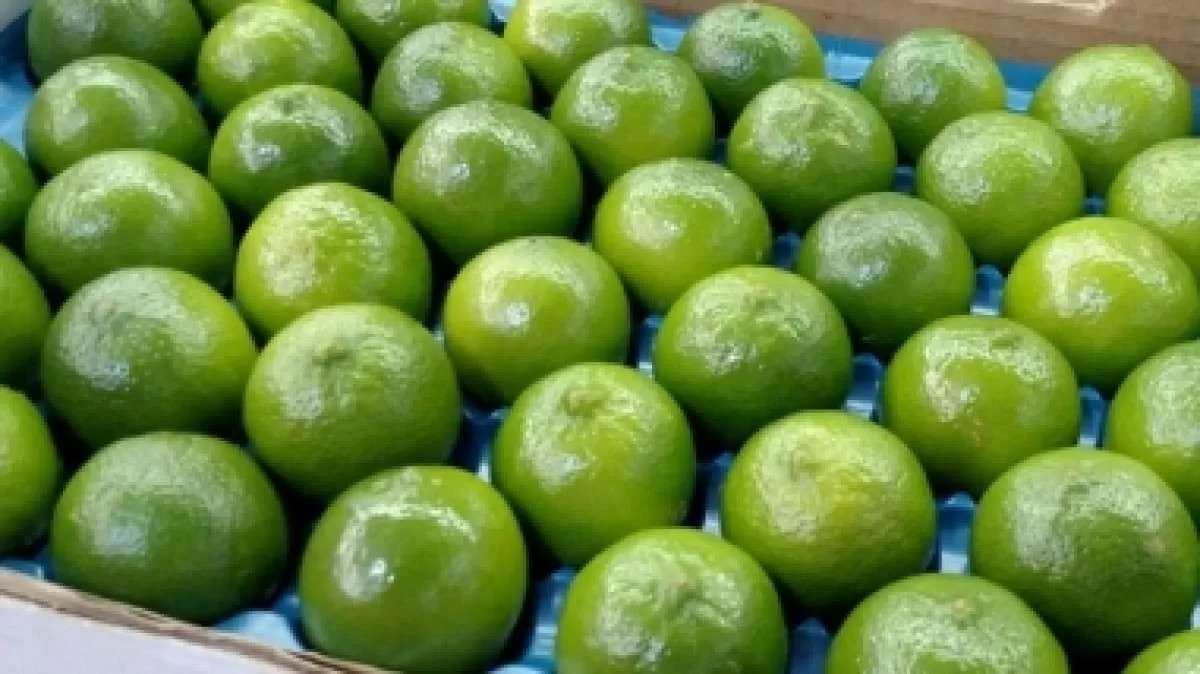 Laranja tem novas altas e tahiti despenca para R$ 12/CX de 27 kg