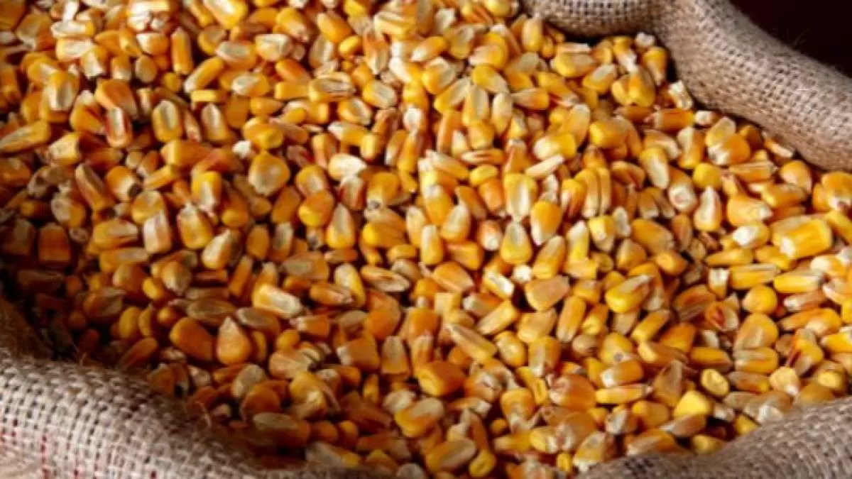 Relatório de novembro do USDA afeta diretamente as cotações do milho