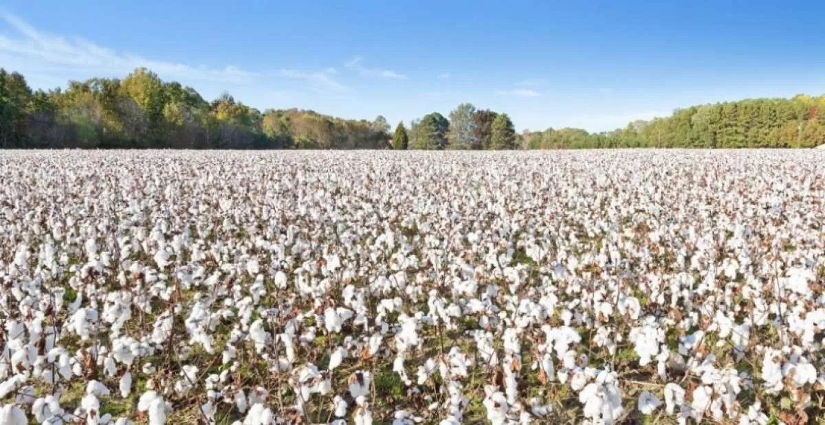 Liquidez do algpdão é baixa no spot e agentes priorizam carregamentos