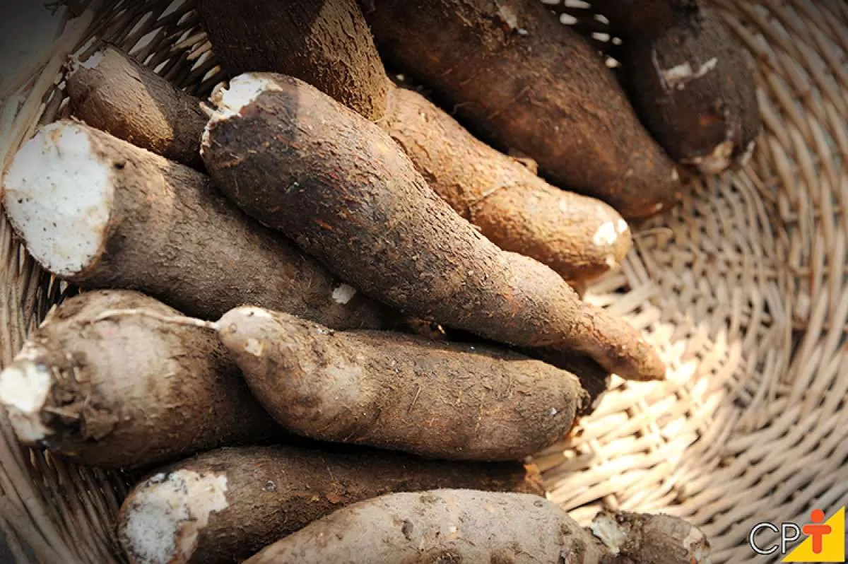 Esmagamento de mandioca é 31% maior em 2023, segundo CEPEA