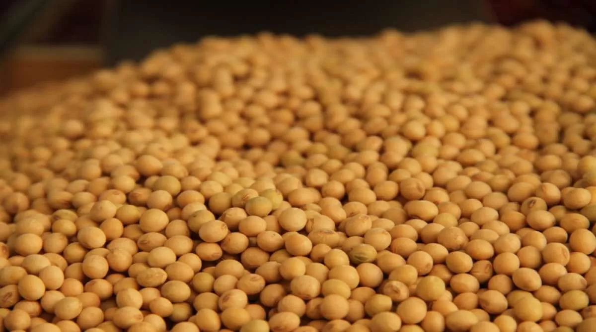 Melhora do clima favorece trabalhos no campo e preços da soja caem