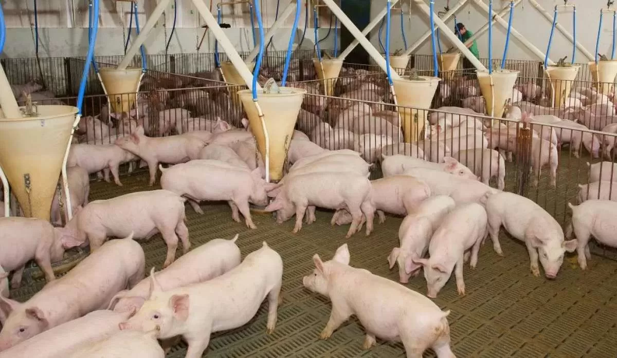 Valores do suíno apresentam comportamentos distintos