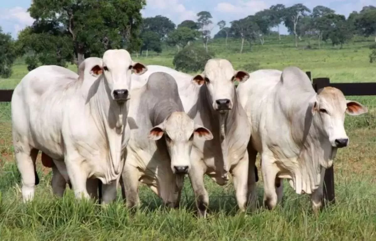 Preços do boi seguem firmes e abates são maiores em 9 anos