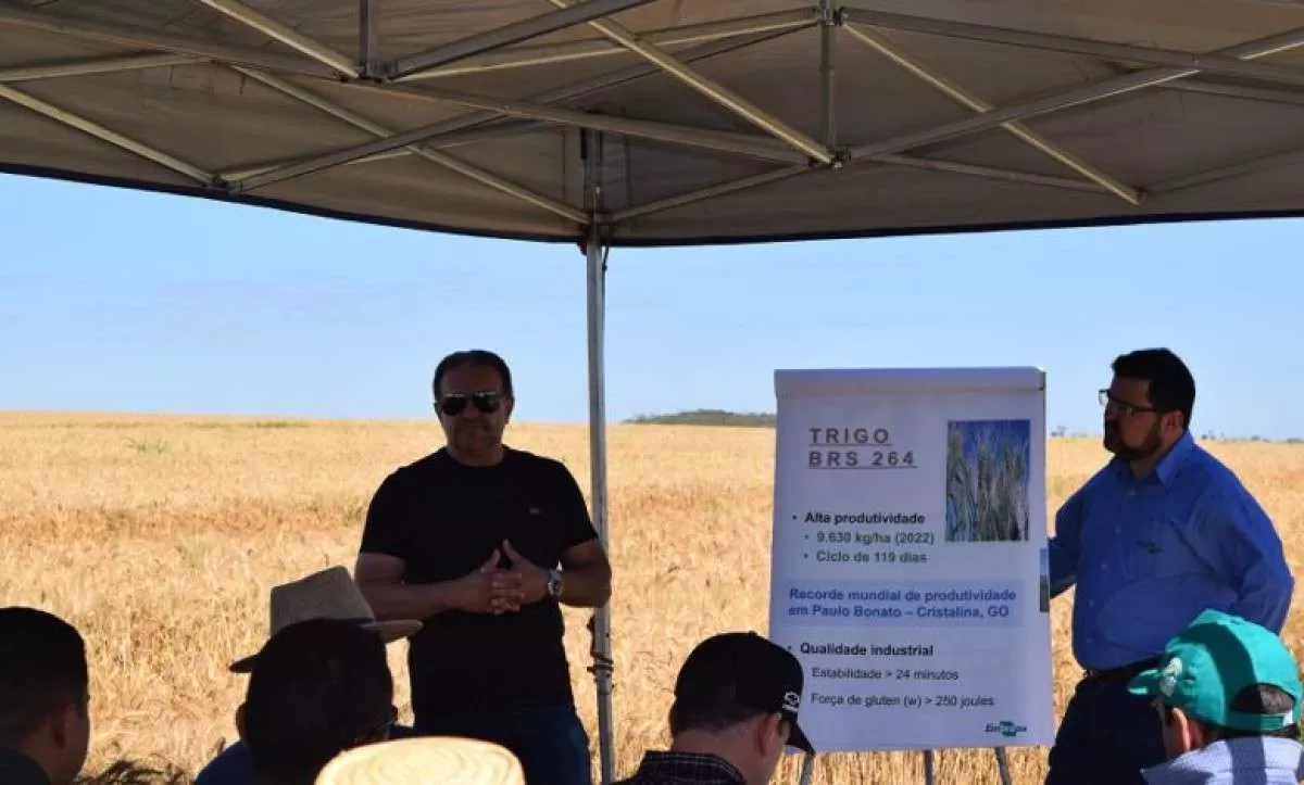 Em apenas 10 anos, Goiás multiplica por dez vezes sua produção de trigo