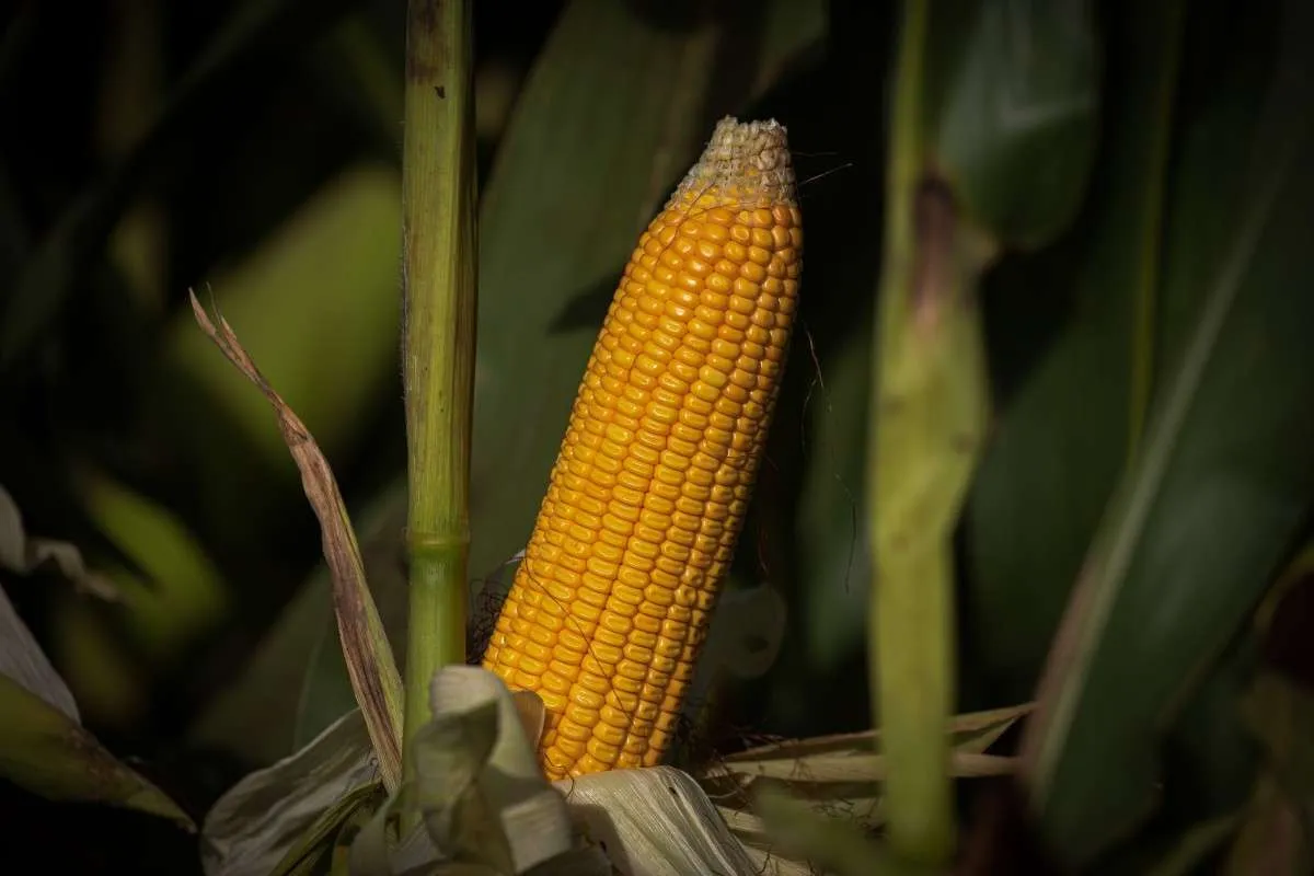 Colheita do milho chega a 88% da área cultivada no RS