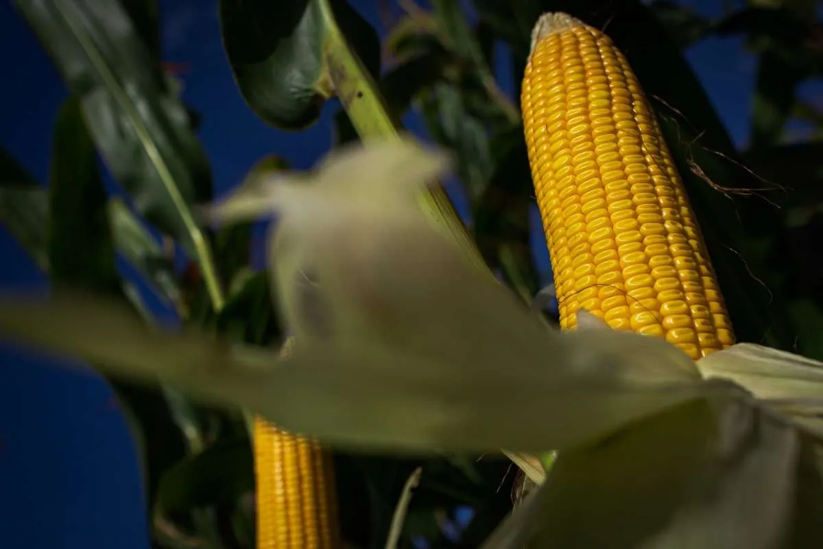 Colheita do milho chega a 92% da área cultivada no RS