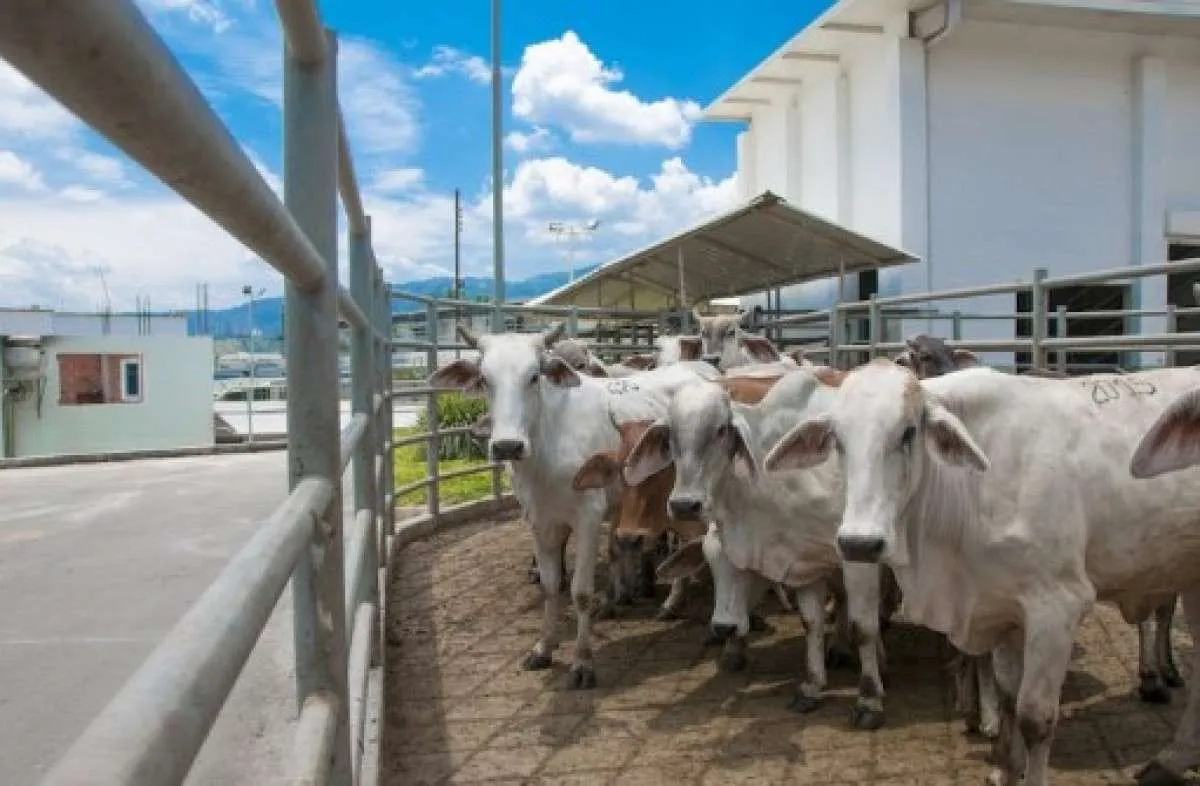 Árabes impulsionam exportação de carne bovina brasileira