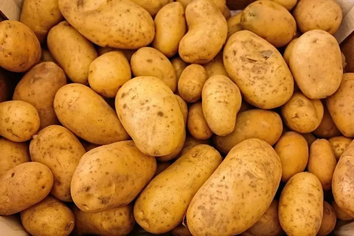 Enchentes no RS afetam importantes regiões para o mercado de batata