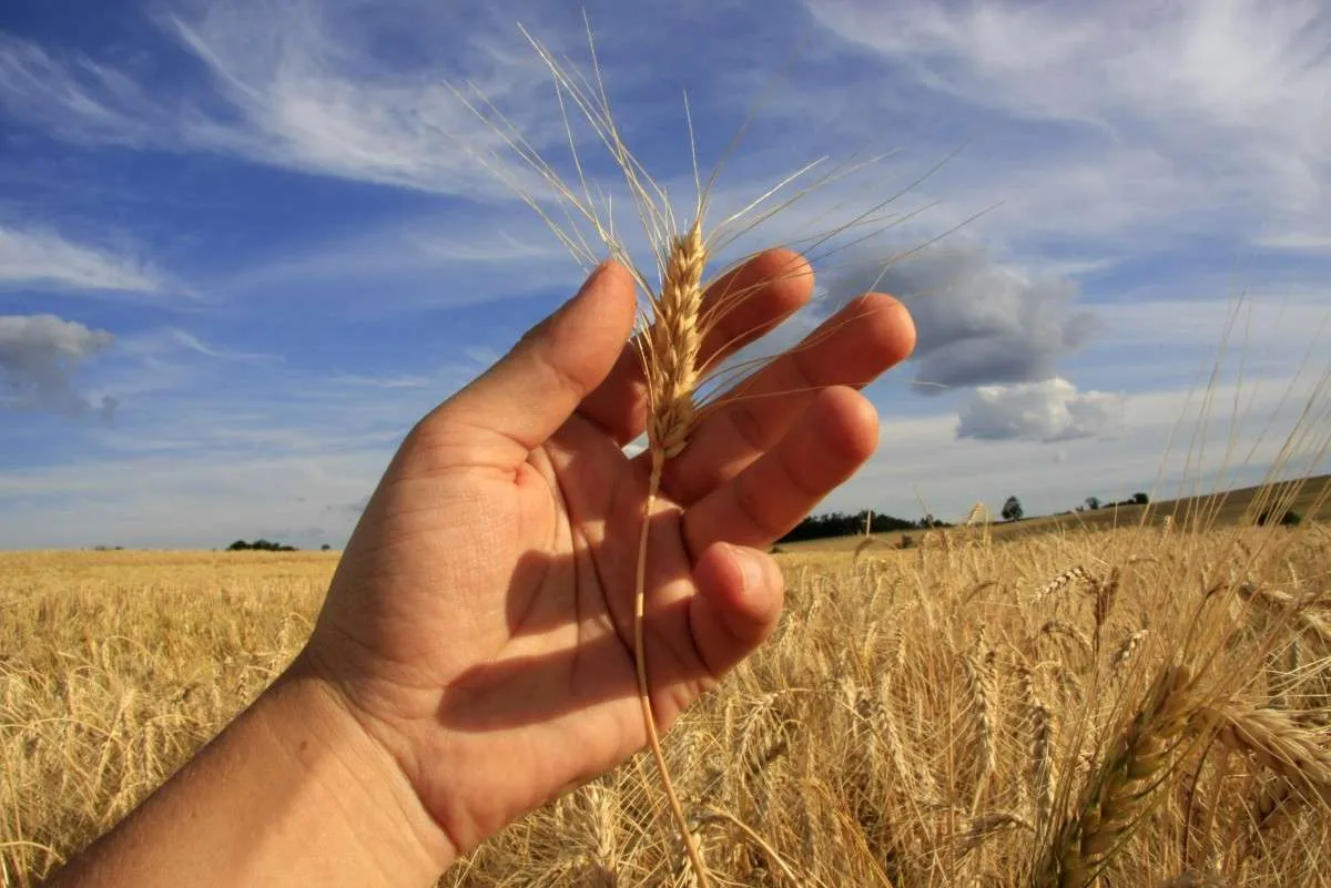 Trigo vive cenário desafiador com produção global não acompanhando consumo