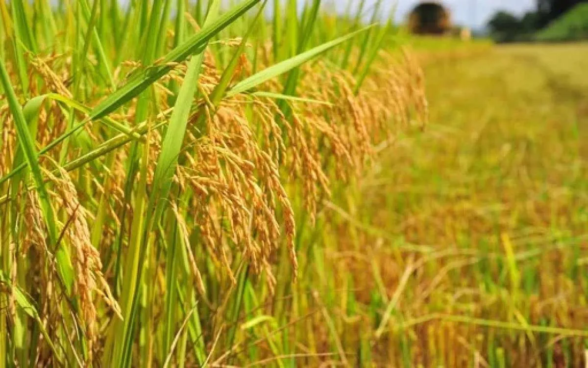Logística de transporte no RS volta a impactar no arroz