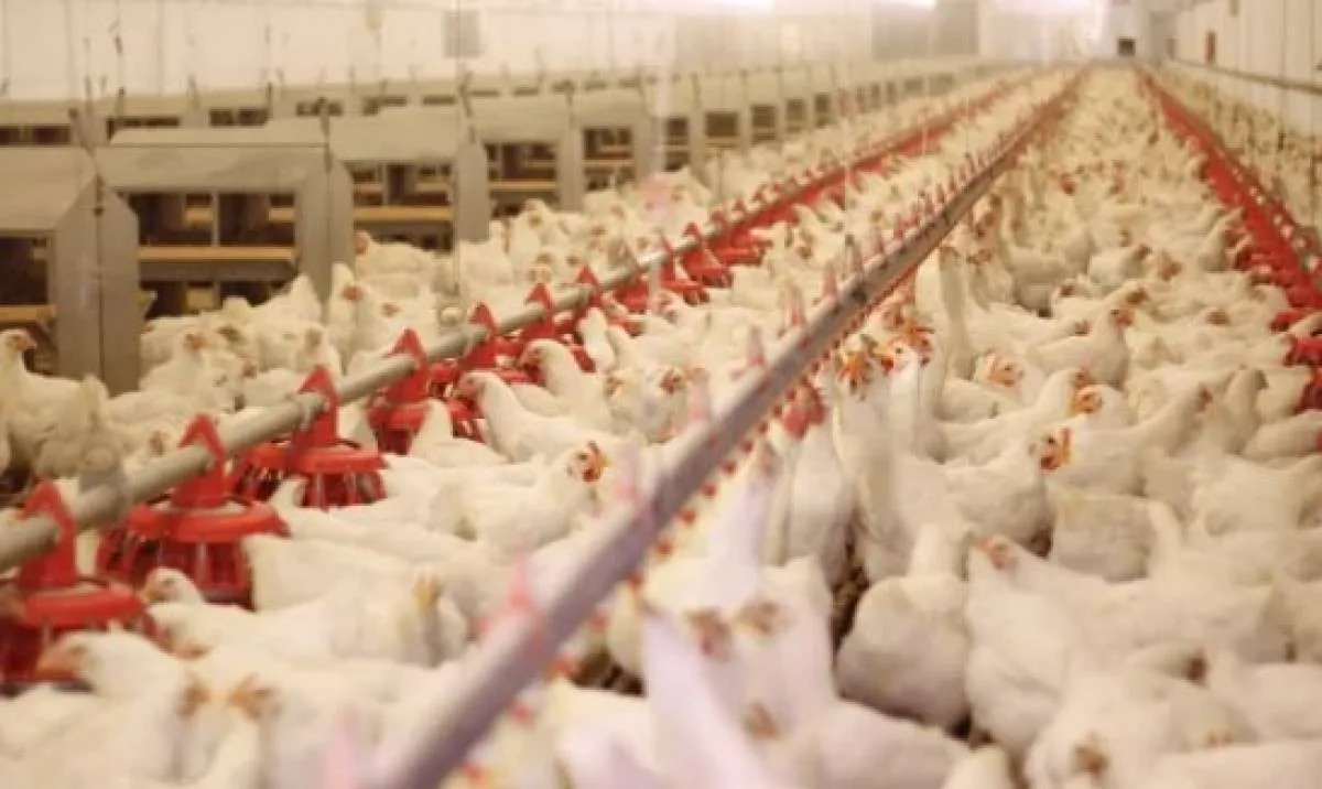 Avicultura calcula suas perdas e prejuízo já beira os R$ 200 milhões