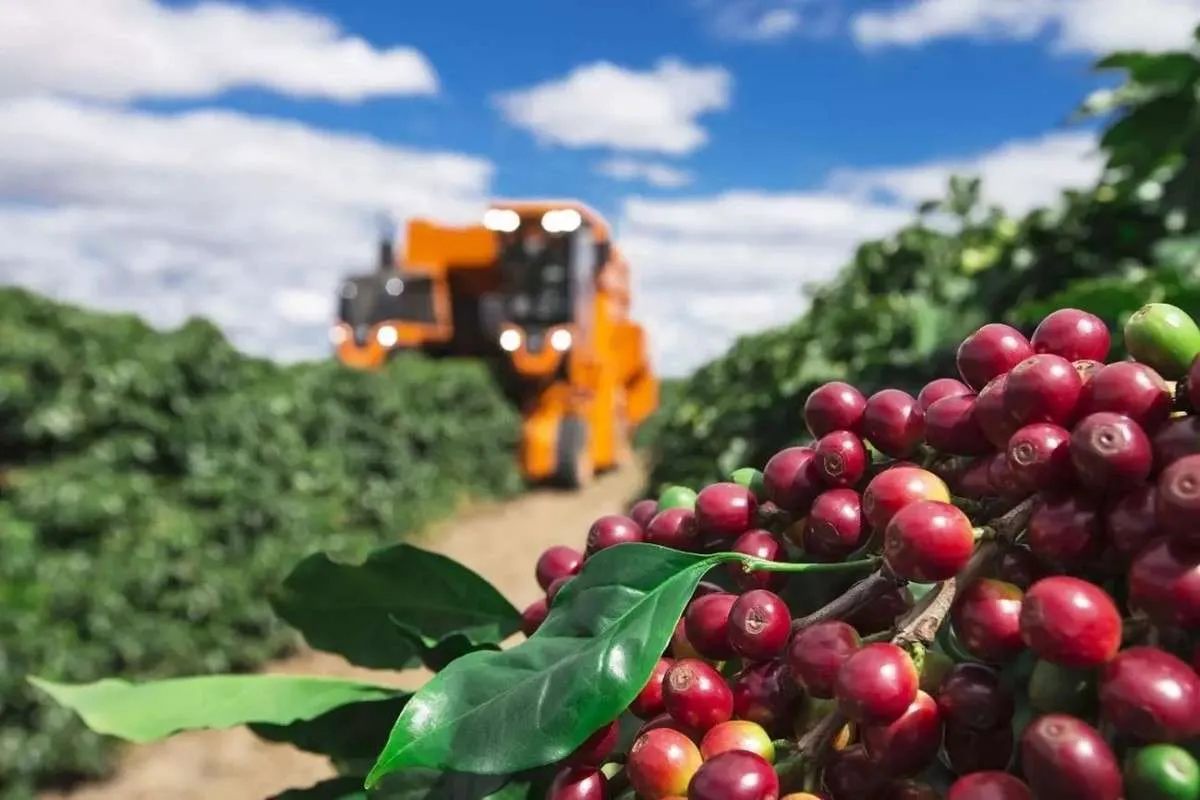 Produtores voltam atenções à colheita de café