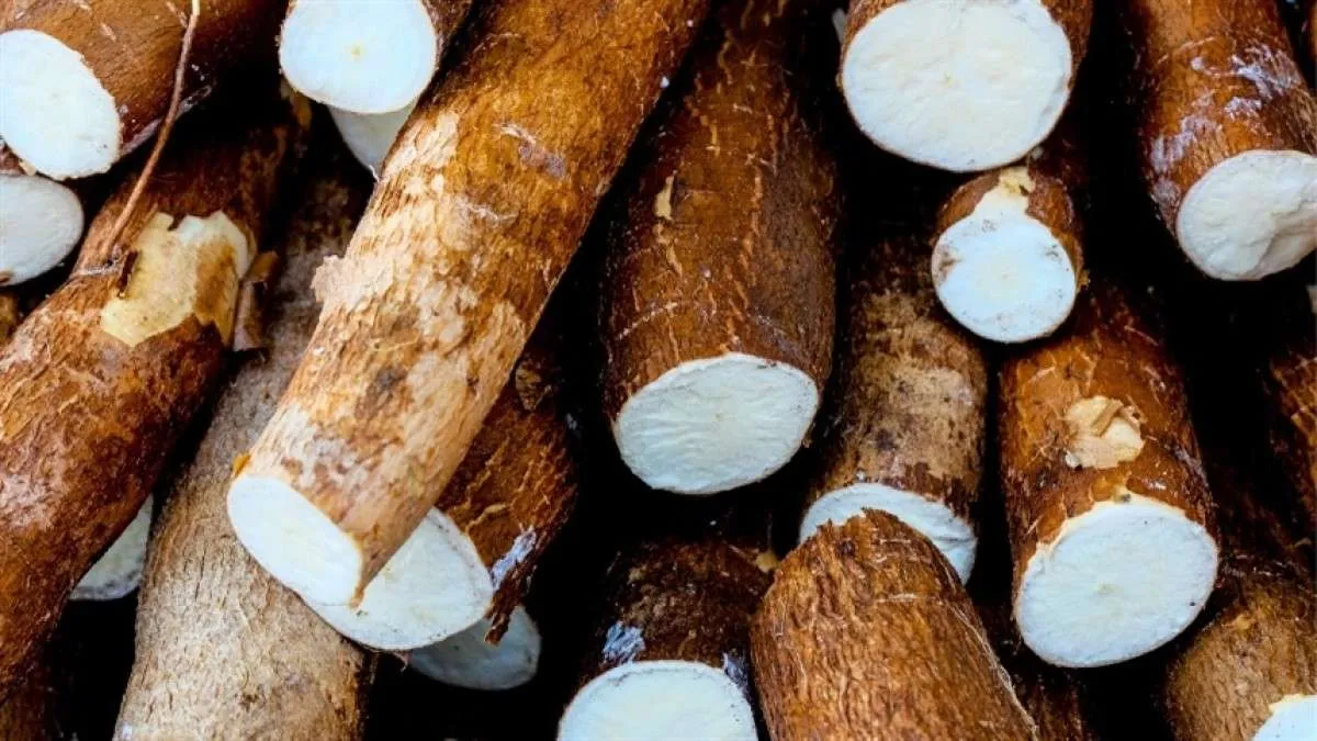 Menor oferta impulsiona preços da mandioca