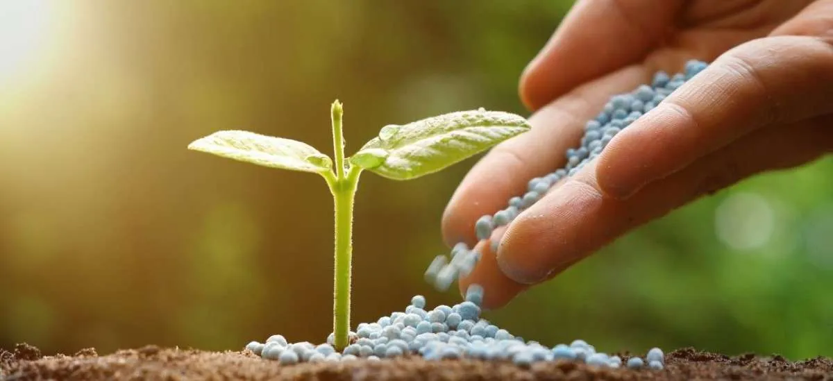 Momento é favorável para compra de fertilizantes; Veja o motivo