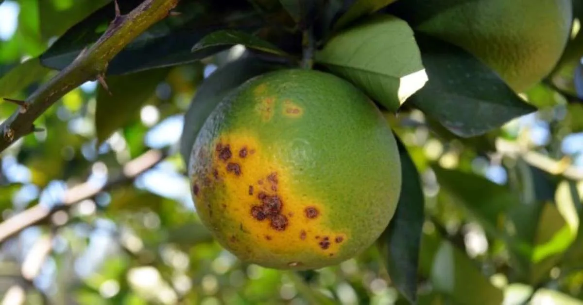 Clima adverso e greening ameaçam abastecimento global de laranja