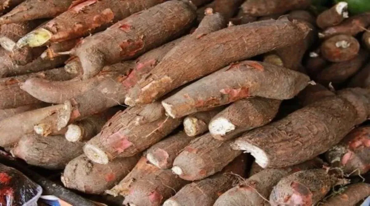 Comercialização e colheita da mandioca em ritmo mais lento