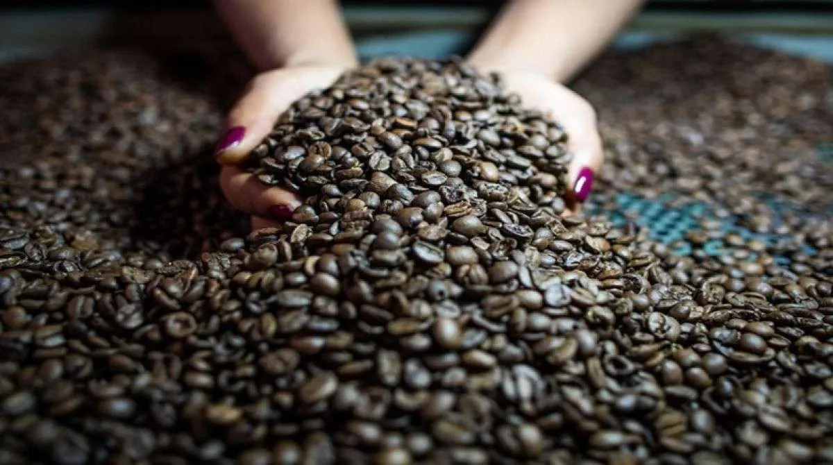 Preço do café arábica mantém-se estável, aponta Cepea