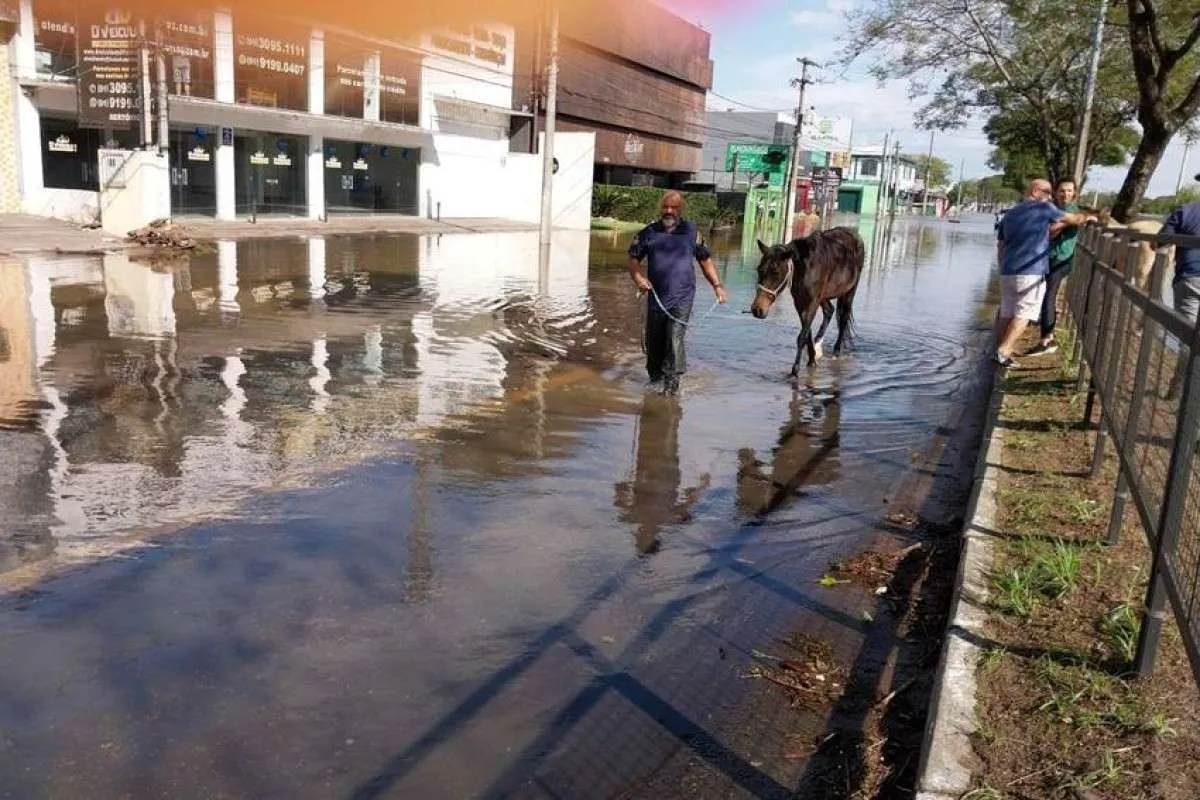 Equipes resgataram 24 cavalos e três búfalos das enchentes