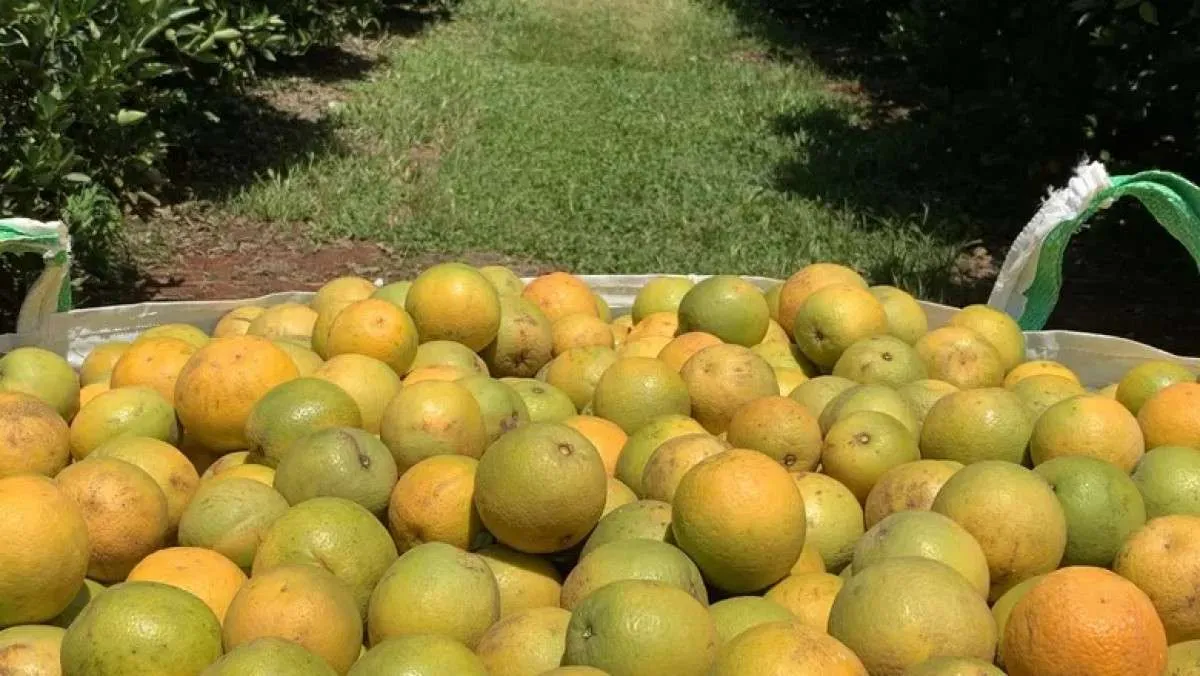 Demanda por laranja segue enfraquecida