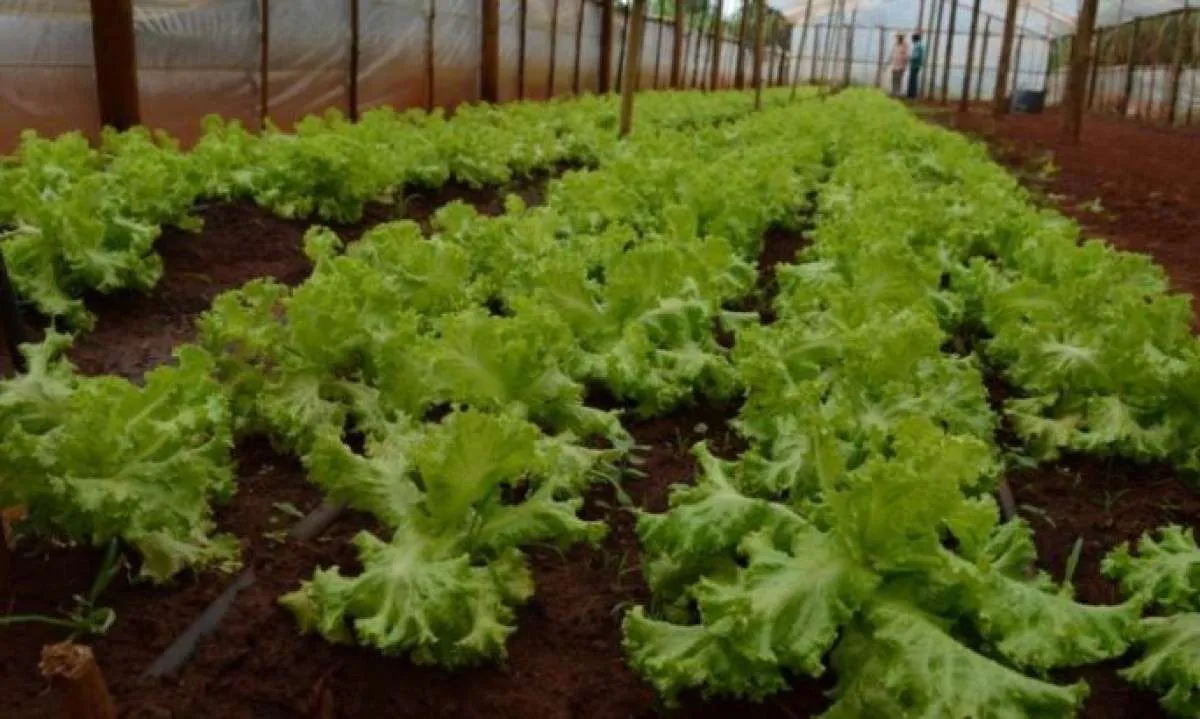 Previsão de inverno rigoroso no Mato Grosso do Sul preocupa os produtores