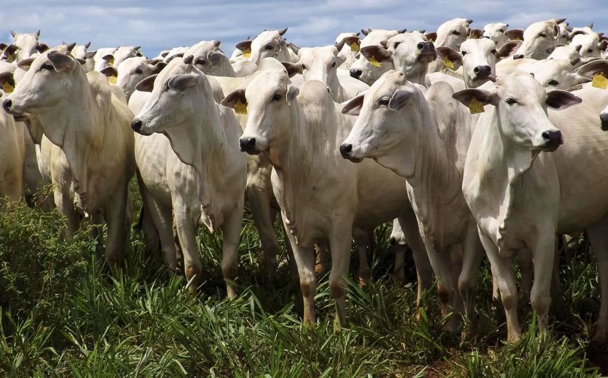 Dólar alto torna carne bovina brasileira ainda mais competitiva
