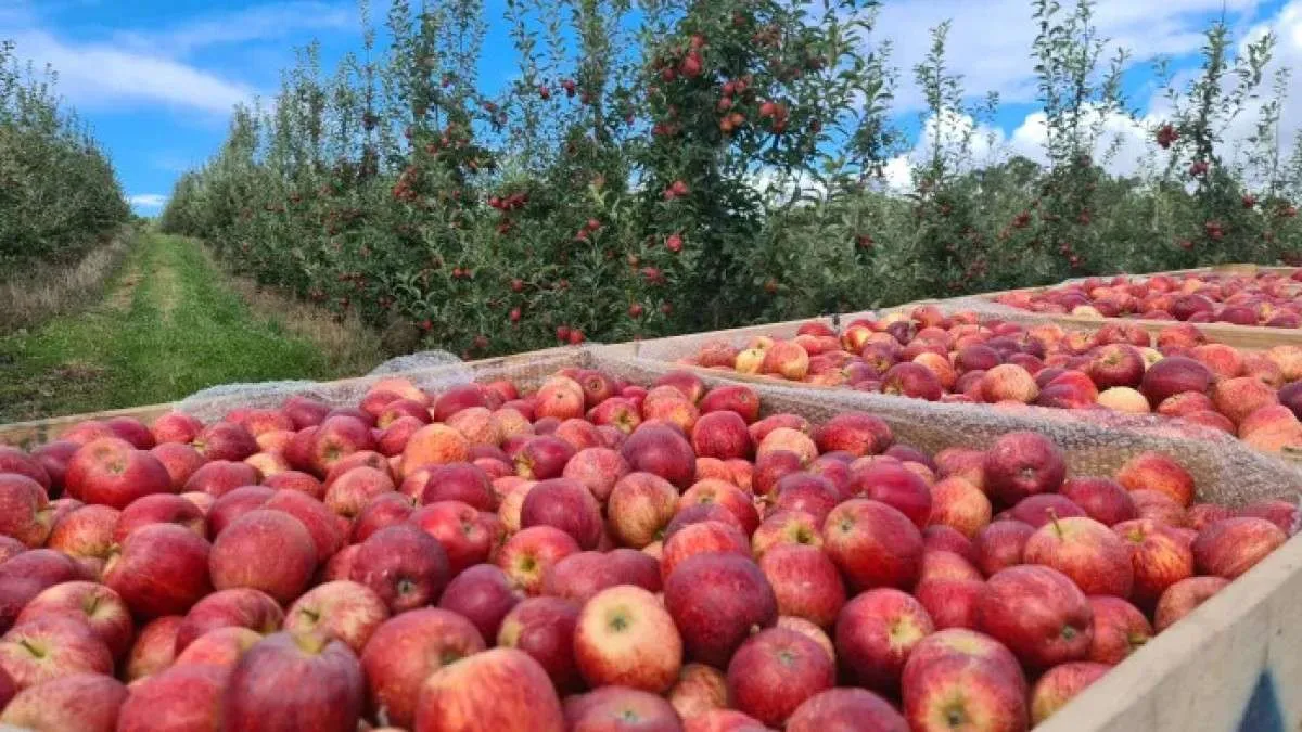 Baixas temperaturas em centros consumidores reduzem consumo da maçã fuji