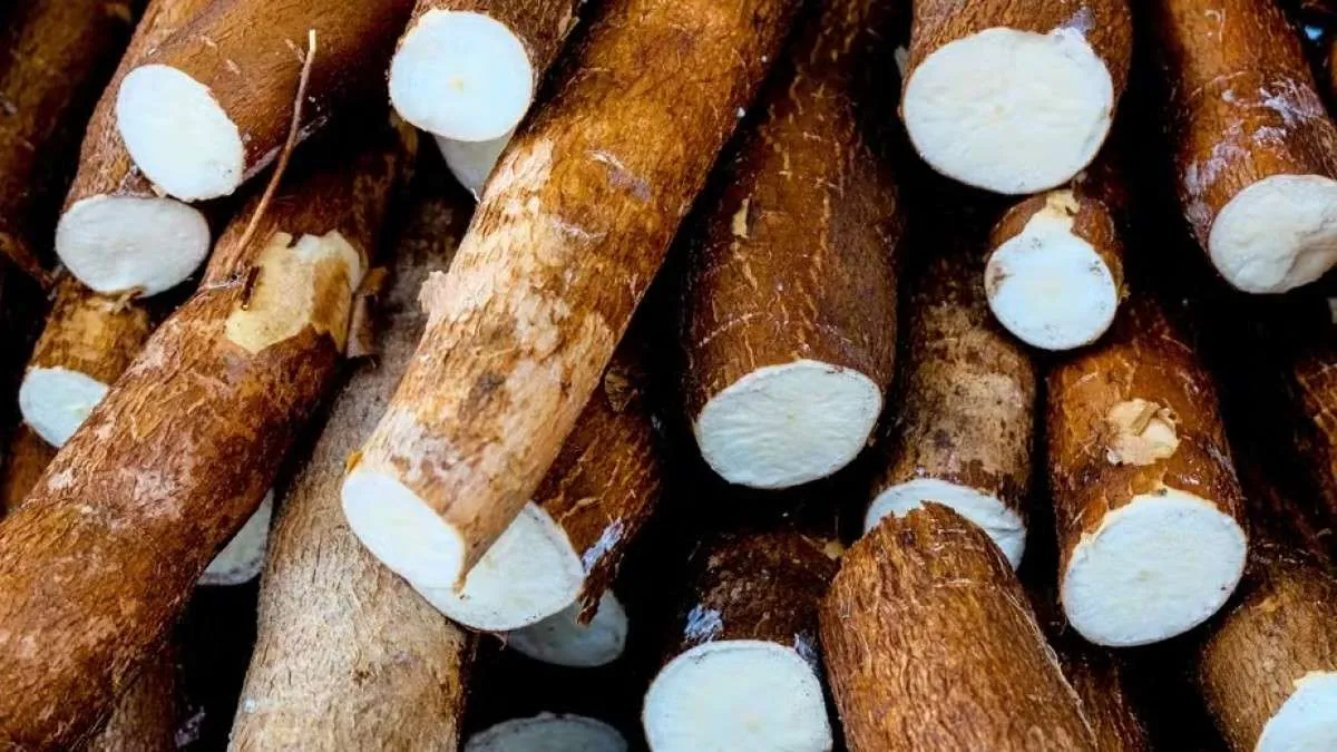 Combinação de fatores mantém oferta de mandioca restrita