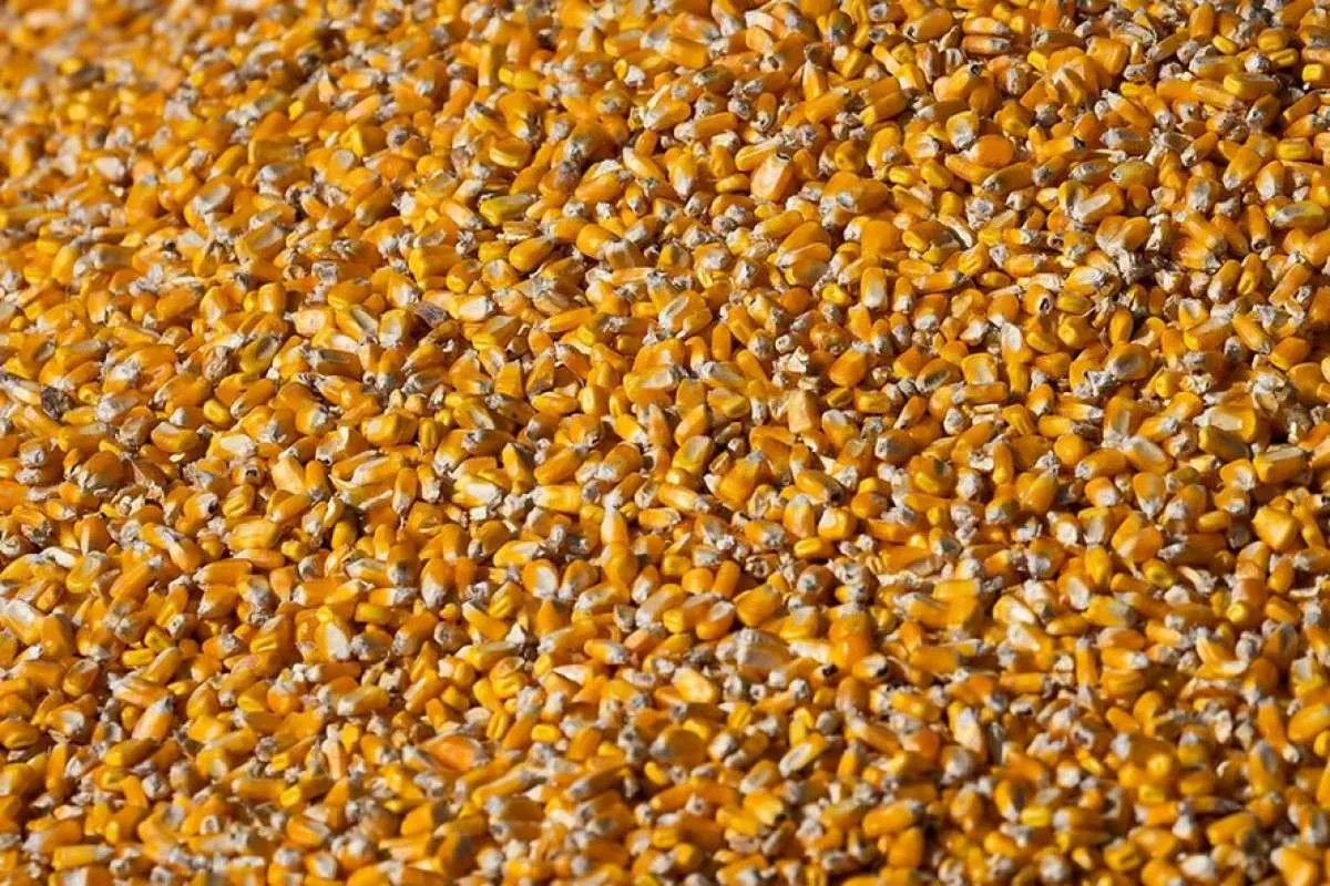 Preços do milho permanecem enfraquecidos