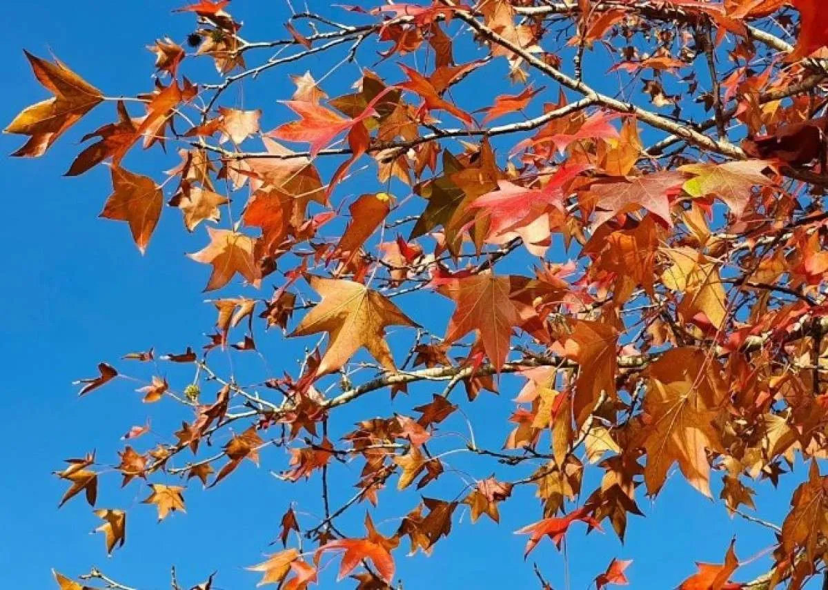 Outono chegando ao fim e inverno com temperaturas acima da média