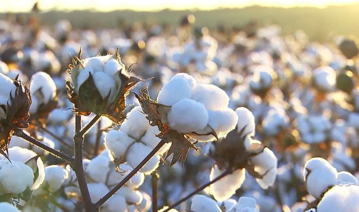 Valor do algodão próximo da paridade de exportação