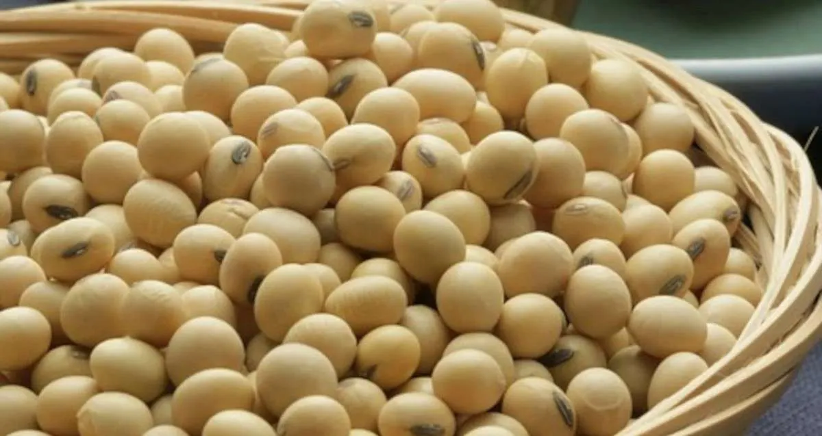 Maio termina com as cotações da soja em queda