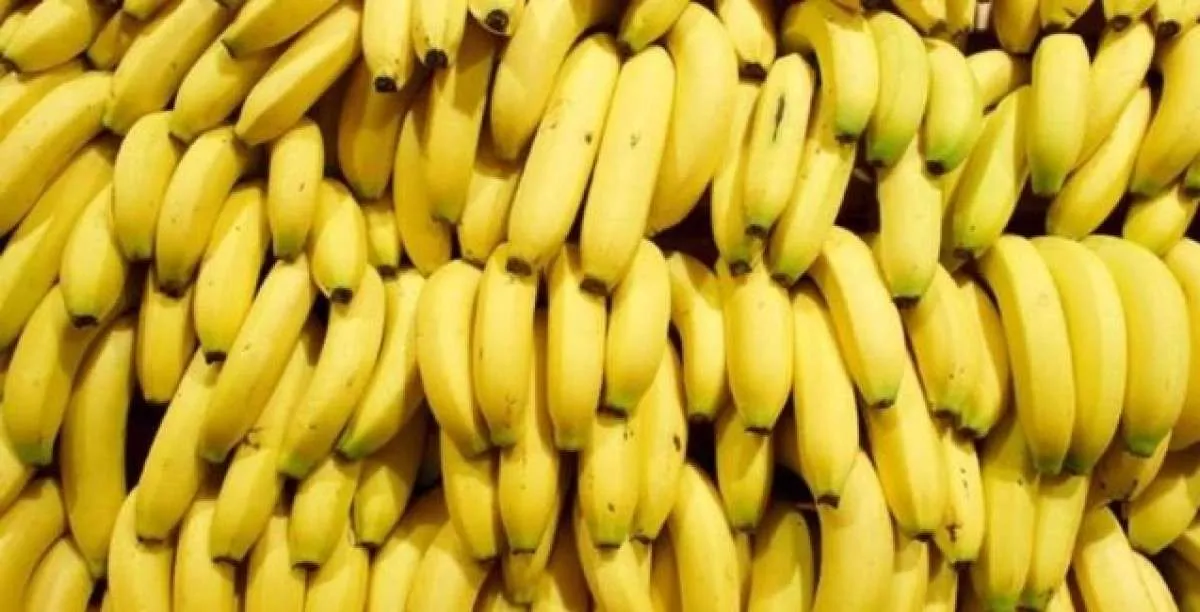 Sucessão de adversidades climáticas afeta a produção de banana no Vale da Ribeira