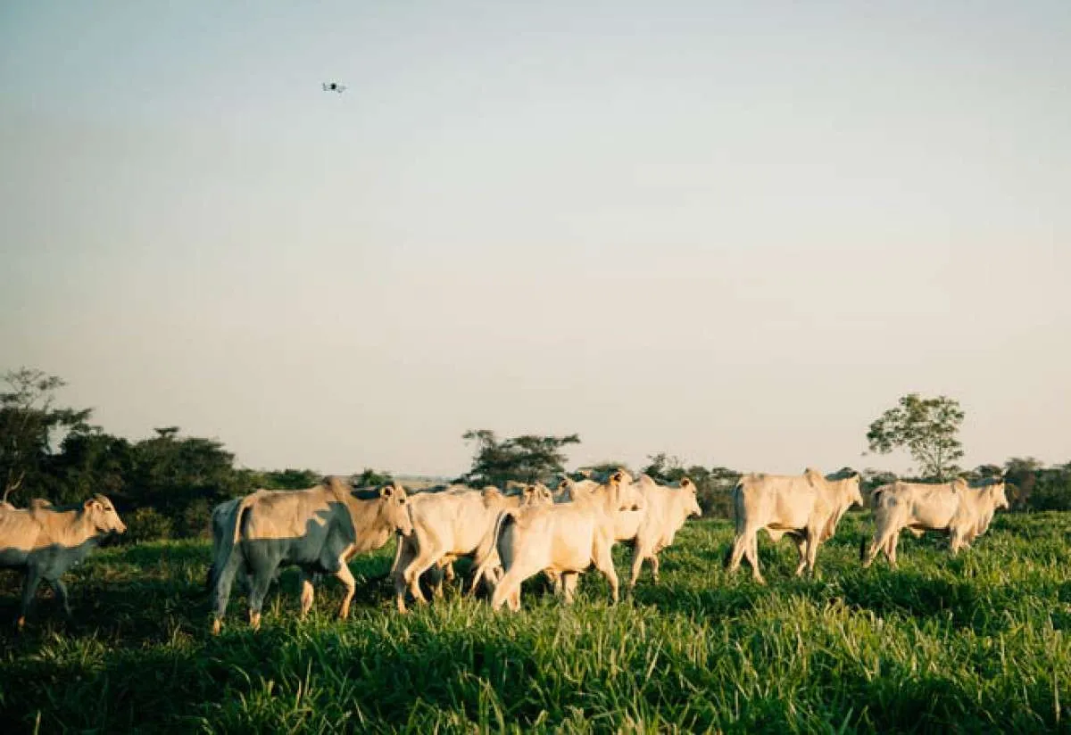 Pecuaristas do MS aumentam rentabilidade com adoção de ILP