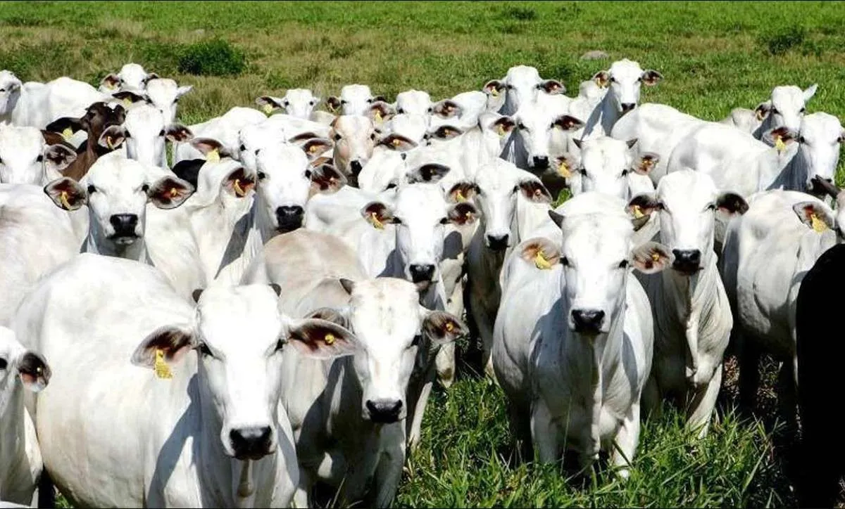 Mercados físico e futuro do boi gordo iniciam semana com boas expectativas