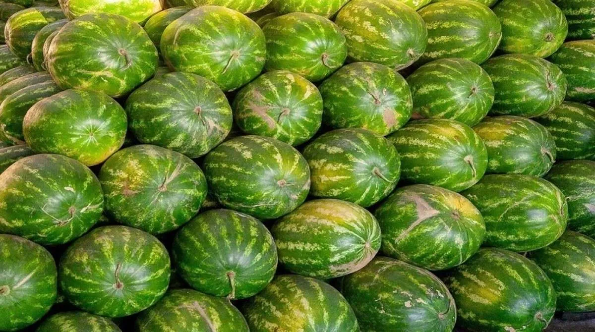 Preços da melancia caem em GO e se aproximam do custo