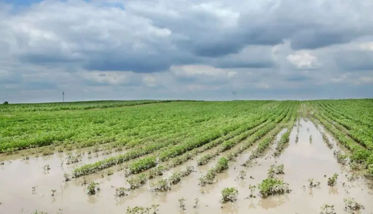Os fatores essenciais para a recuperação do agronegócio no Rio Grande do Sul