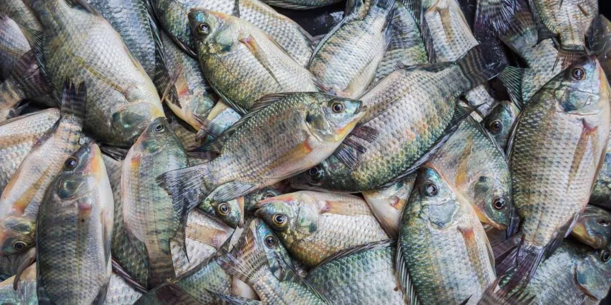 Redução nos preços da ração melhora poder de compra dos produtores de tilápia