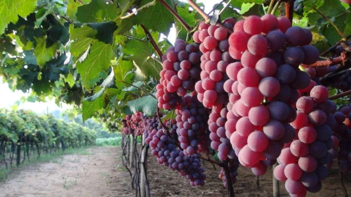 Preço da uva niagara despenca em Minas Gerais, com vendas lentas