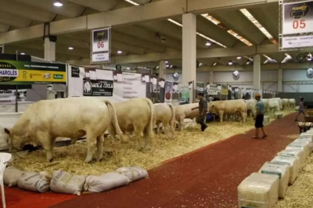 Feicorte 2024 debaterá os desafios da produção bovina, da genética à comercialização